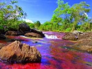 Cano Cristales rivier - een hoogtepunt voor rondreis door Colombia met tropische natuur en kristalhelder water