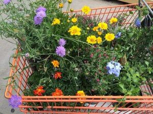 Tuincentrum Biezen in Beek en Donk met uitgebreid assortiment aan planten, bloemen en tuinaccessoires