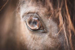 Gids voor manege selectie in Haarlemmermeer met aandacht voor veiligheid, faciliteiten en deskundige instructeurs