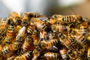 Propolis tinctuur, capsules en spray voor natuurlijke allergieverlichting en immuunondersteuning