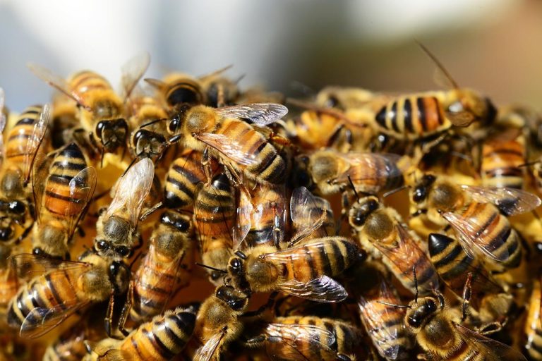 Home Propolis tinctuur, capsules en spray voor natuurlijke allergieverlichting en immuunondersteuning